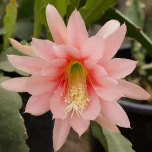 Salmon Epiphyllum Orchid Cactus - 2 Live Plants - 5 Inch Tall - Indoor Succulents