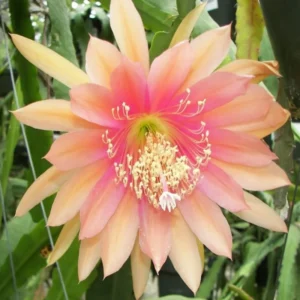 Salmon Epiphyllum Orchid Cactus - 2 Live Plants - 5 Inch Tall - Indoor Succulents