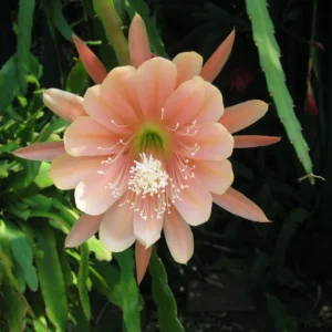 Salmon Epiphyllum Orchid Cactus - 2 Live Plants - 5 Inch Tall - Indoor Succulents