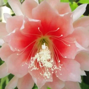 Salmon Epiphyllum Orchid Cactus - 2 Live Plants - 5 Inch Tall - Indoor Succulents