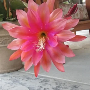 Salmon Epiphyllum Orchid Cactus - 2 Live Plants - 5 Inch Tall - Indoor Succulents