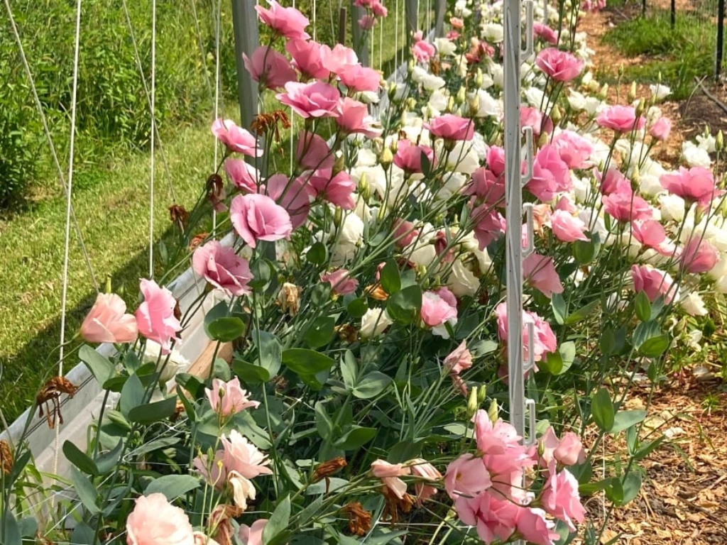 Supporting the Lisianthus Plant