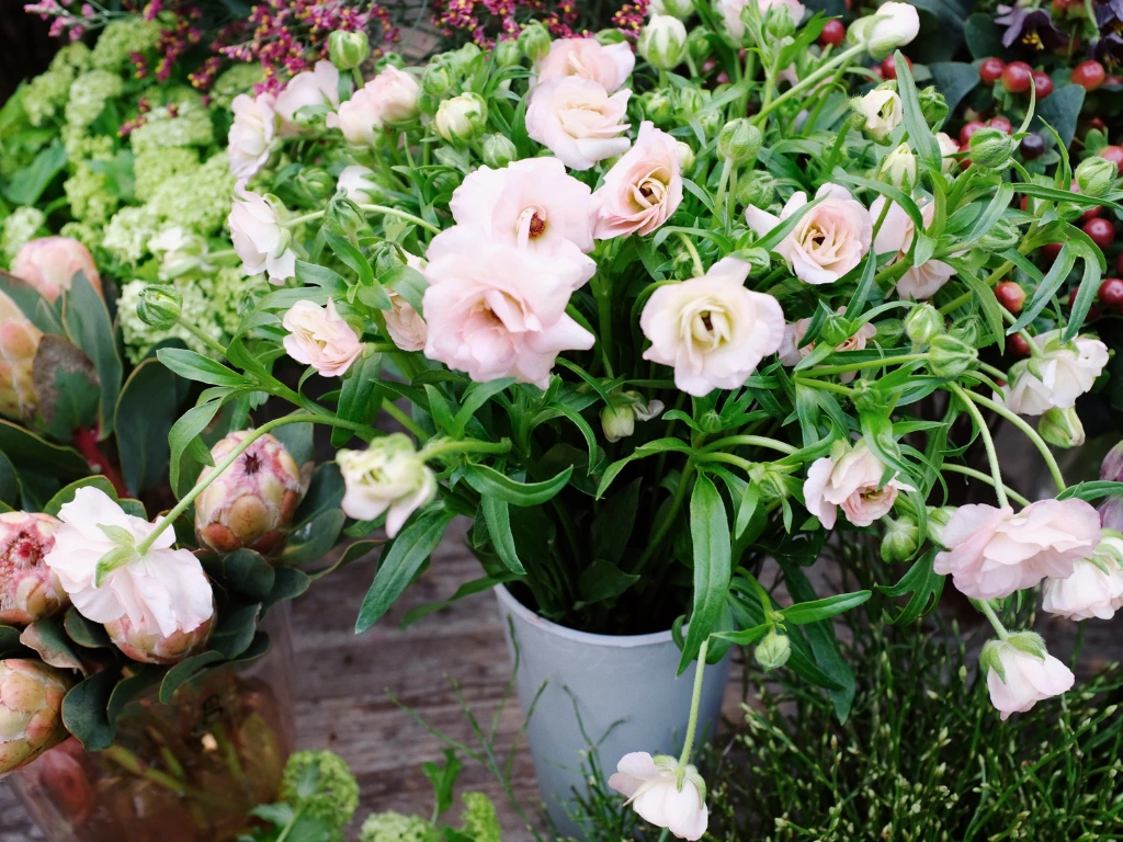 Lisianthus flowers
