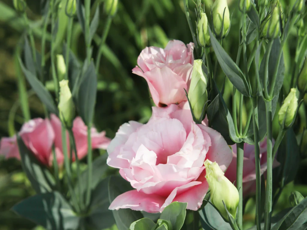 Lisianthus flowers