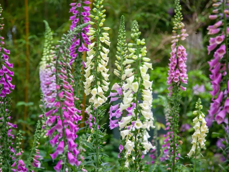 7 Surprising Foxglove Facts You Won't Believe