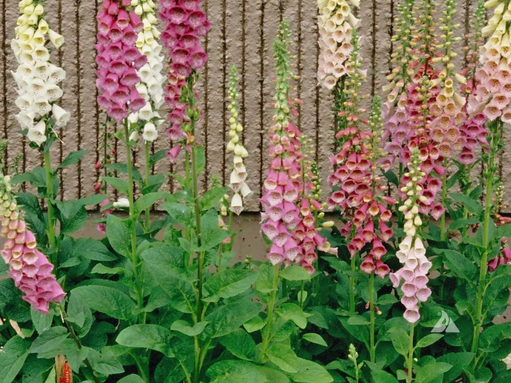 Foxglove plants