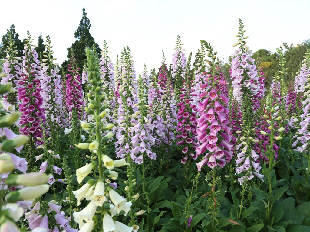 foxglove flowers, foxglove facts