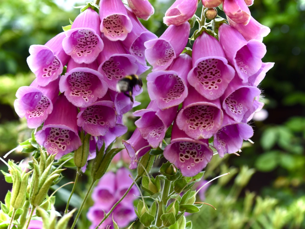 foxglove and bee