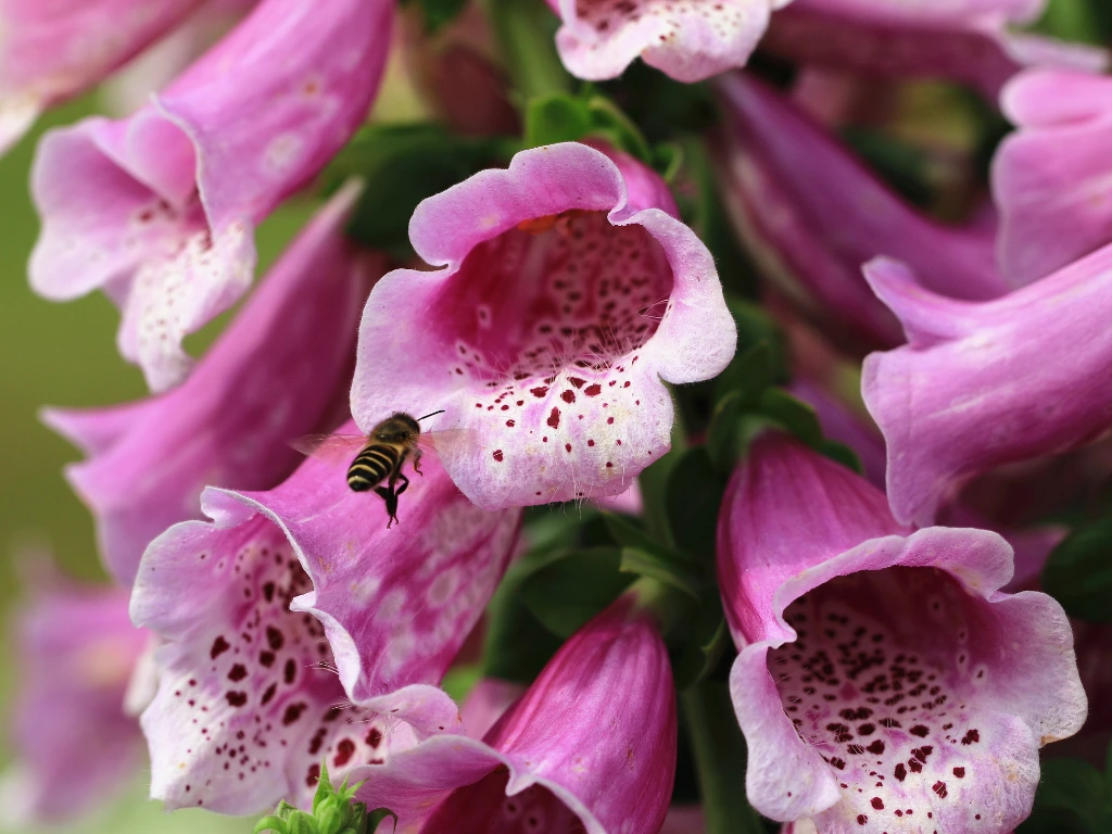 Bees loves the nectar-rich flowers of the foxglove