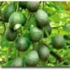 9EzTropical - Little Cado Avocado Grafted Tree 3 to 4 Feet Tall - Ship in 3 Gal Pot