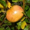 - Pomegranate Utah Sweet Fruit Tree Live Plant - 2 Feet or Taller - Ship in 1 Gal Pot