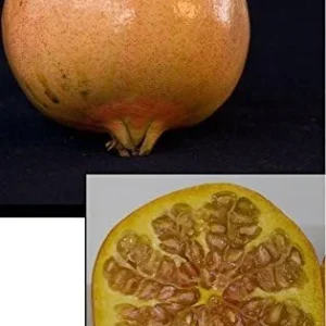 - Pomegranate Utah Sweet Fruit Tree Live Plant - 2 Feet or Taller - Ship in 1 Gal Pot