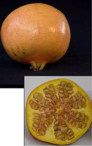 - Pomegranate Utah Sweet Fruit Tree Live Plant - 2 Feet or Taller - Ship in 1 Gal Pot