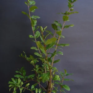 - Pomegranate Utah Sweet Fruit Tree Live Plant - 2 Feet or Taller - Ship in 1 Gal Pot