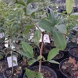 1 Taiwan Black Dinamond Wax Apple Fruit Tree - 2 to 3 Feet Tall Fruit Rare MHWK55