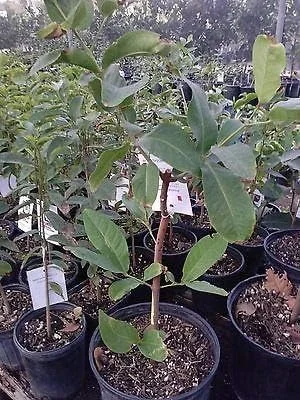 1 Taiwan Black Dinamond Wax Apple Fruit Tree - 2 to 3 Feet Tall Fruit Rare MHWK55