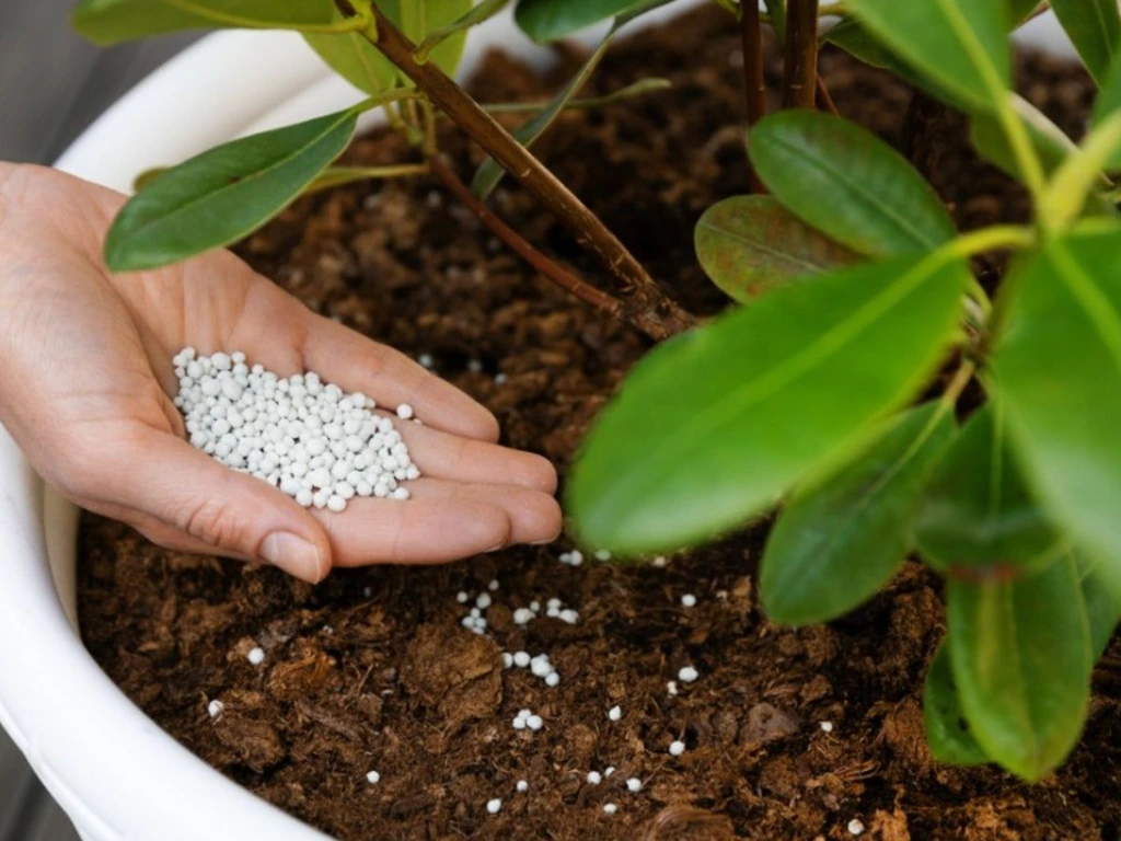 Applying the right fertilizer ensures your rhododendrons get the nutrients they need for lush foliage and stunning blooms.