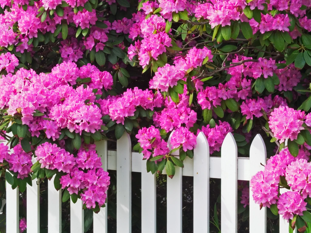 Rhododendron blooms