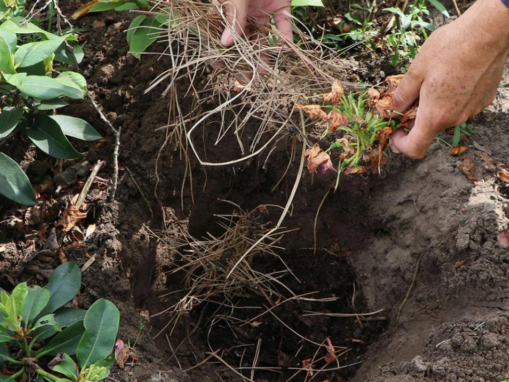 Selecting a semi-shady helps rhododendrons thrive and produce vibrant, long-lasting blooms.