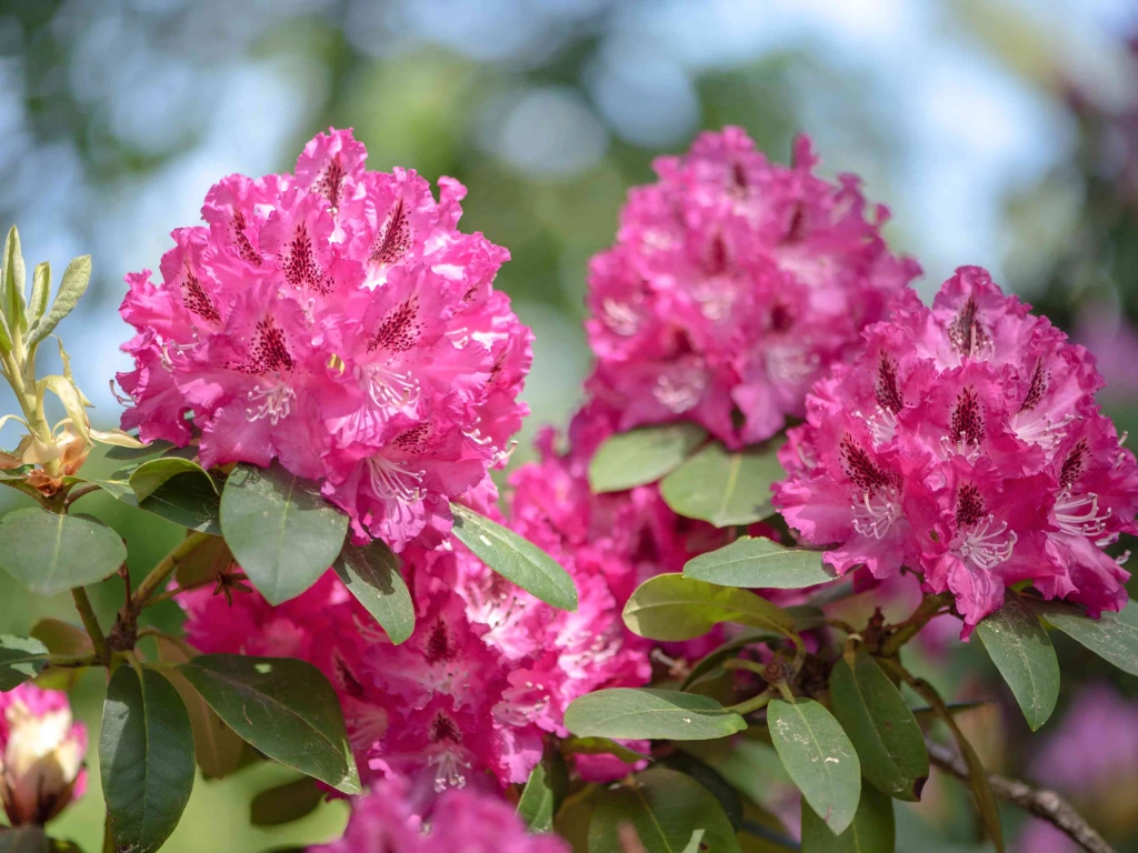 Stunning rhododendron blooms lighting up the spring garden