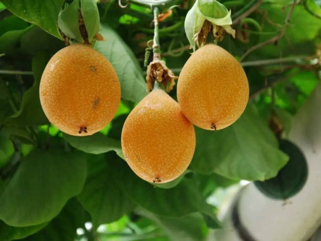 gold passion fruits