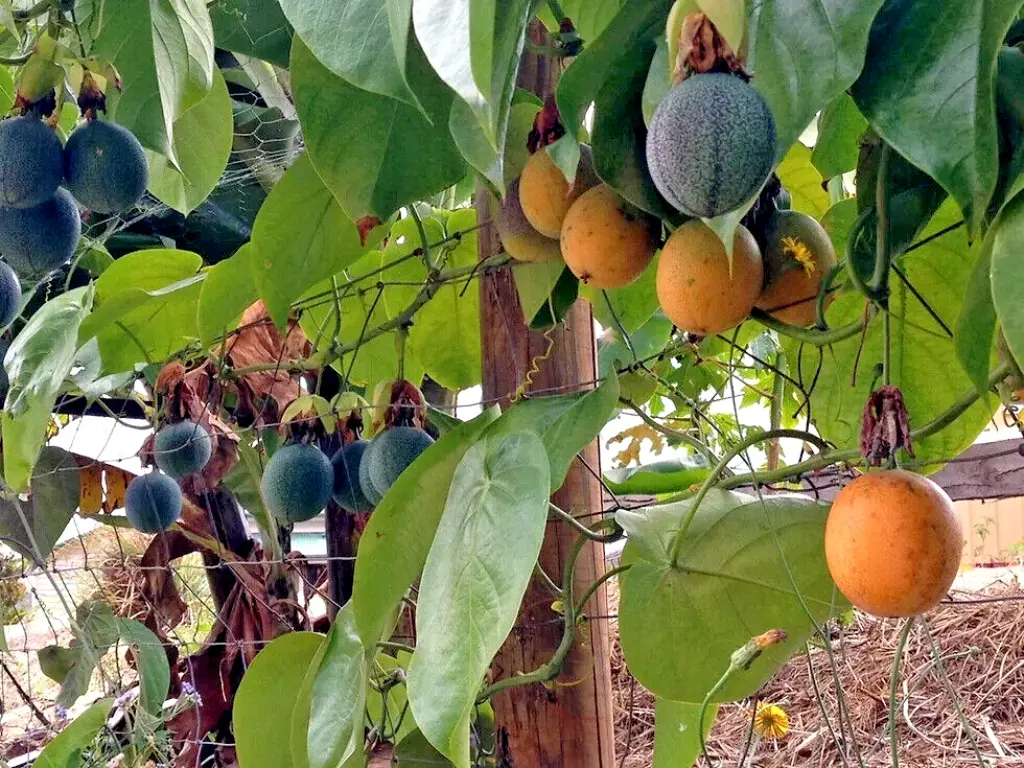 gold passion fruit care