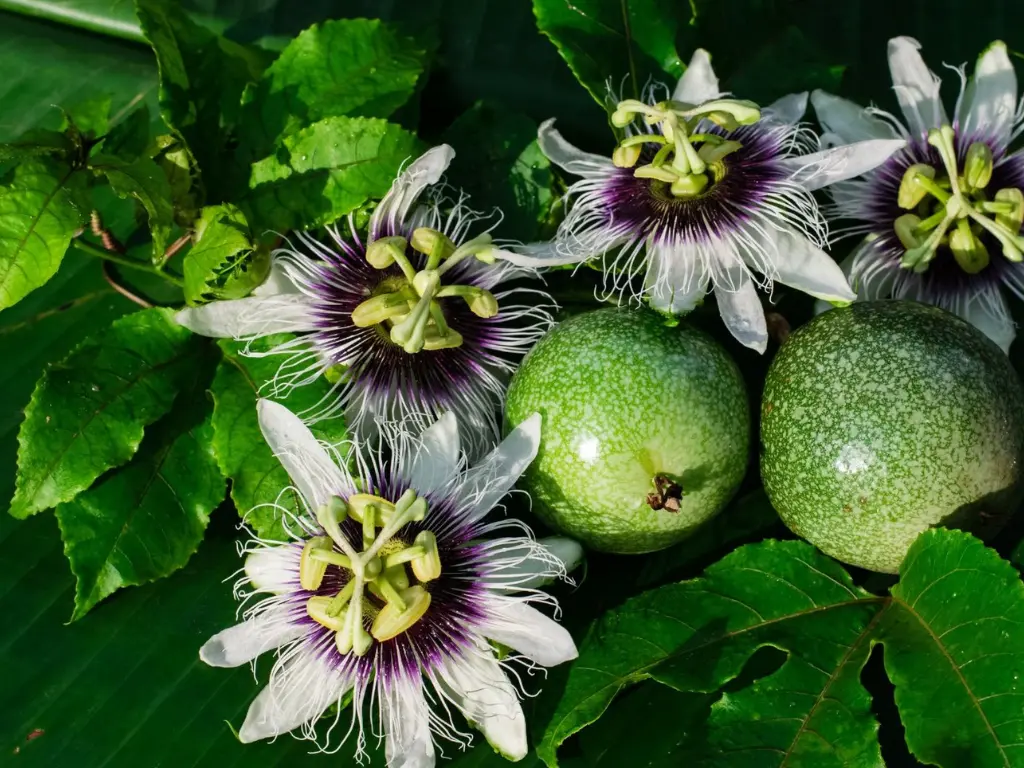 passion flowers