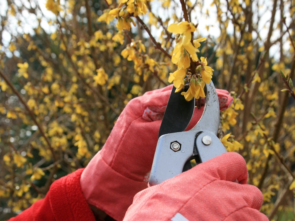 pruning forsythia