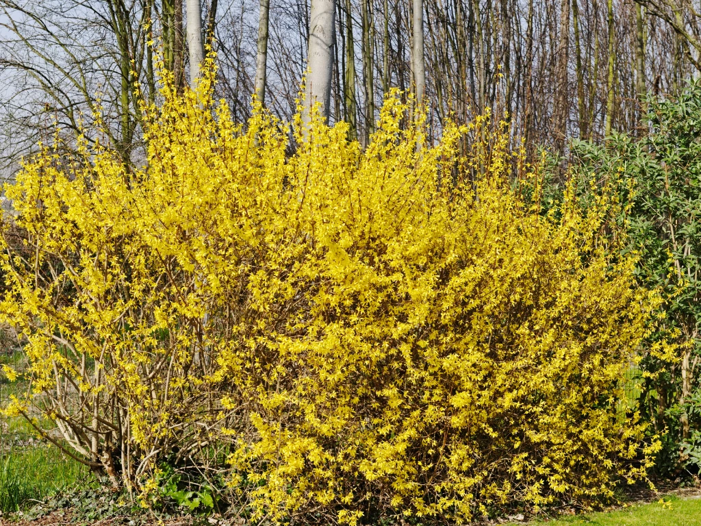 Forsythia Shrub