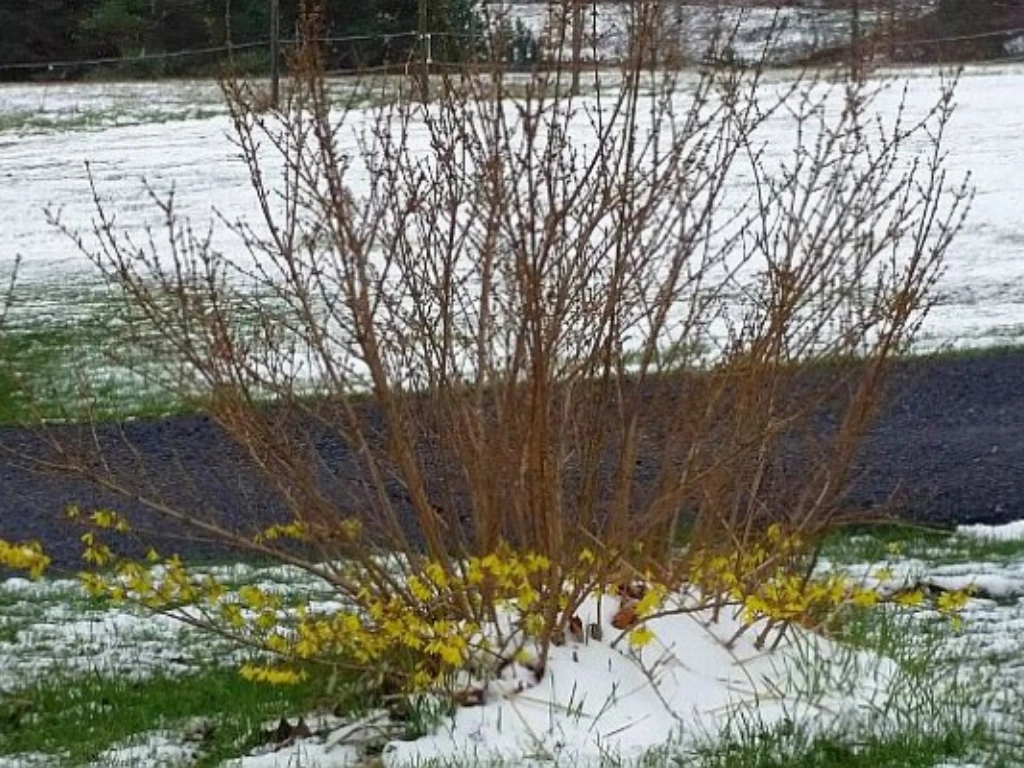 Forsythia Shrub in winter