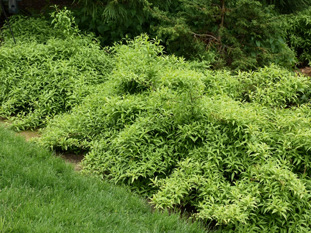 Forsythia Shrub in summer