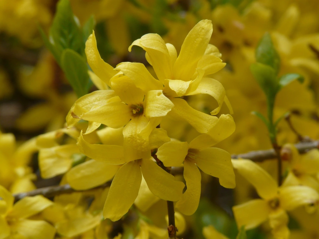 Forsythia flowers