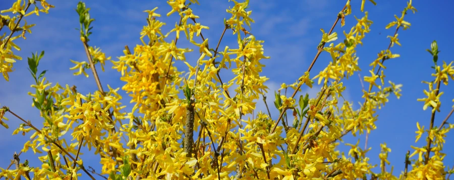 forsythia plants, Forsythia Plant Care