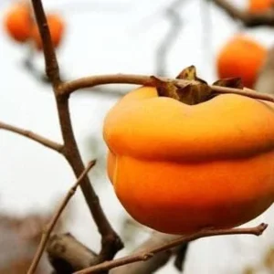 Tamopan Persimmon Chinese Persimmon Tree （北京磨盘柿） Grafted 2 Year Plant