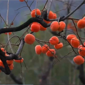 Tamopan Persimmon Chinese Persimmon Tree （北京磨盘柿） Grafted 2 Year Plant