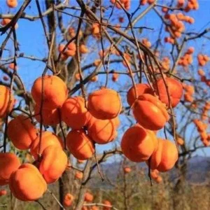 Tamopan Persimmon Chinese Persimmon Tree （北京磨盘柿） Grafted 2 Year Plant