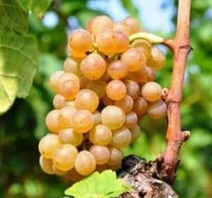 Moscato Grape Plant with Roots (Muscato Grape) (Mascato Grape) (Muscat Grape) Living Plant Bare Root 100% Survival Guaranteed