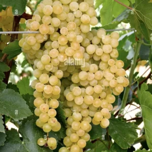 Moscato Grape Plant with Roots (Muscato Grape) (Mascato Grape) (Muscat Grape) Living Plant Bare Root 100% Survival Guaranteed