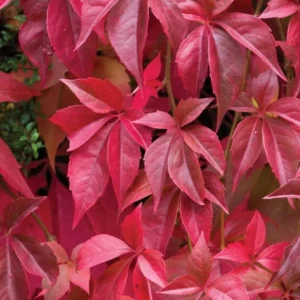 Engelman Ivy (Parthenocissus quinquefolia) Landscape Ready 4