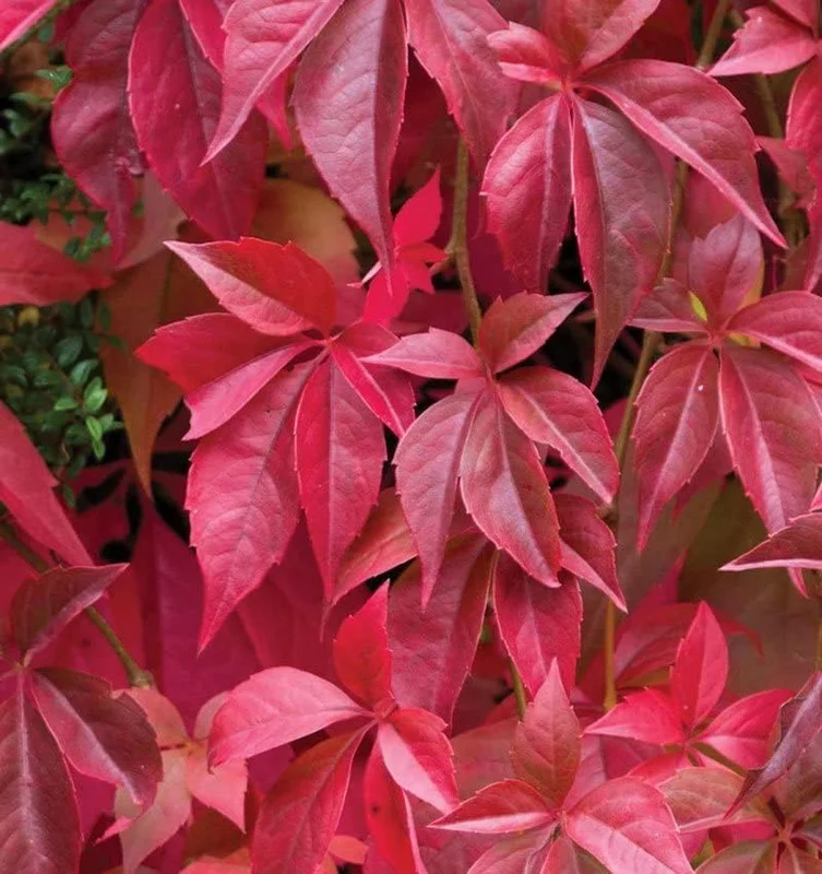 Engelman Ivy (Parthenocissus quinquefolia) Landscape Ready 4" Pot