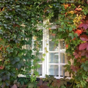 Engelman Ivy (Parthenocissus quinquefolia) Landscape Ready 4