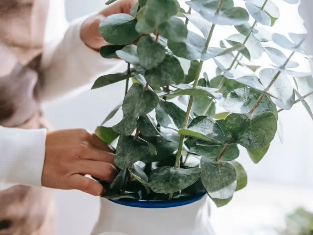 Grow Eucalyptus Indoors