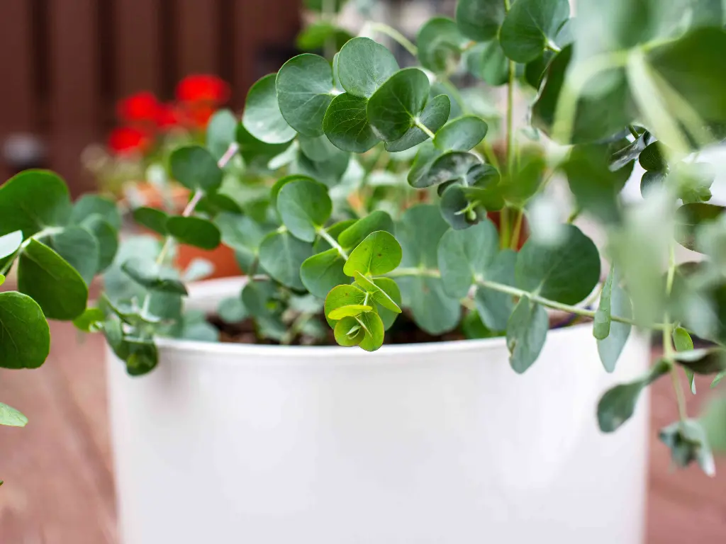 Grow Eucalyptus Indoors