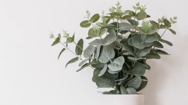 grow eucalyptus plants indoors