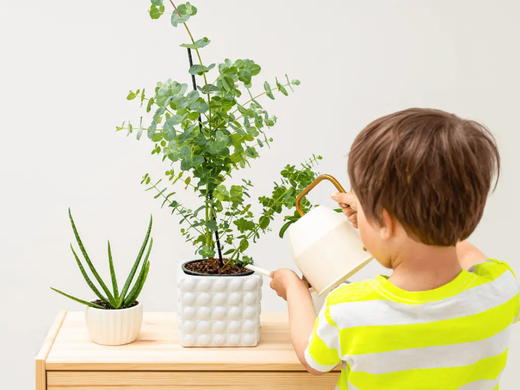 how to grow eucalyptus indoors