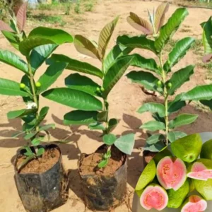 Pink Guava Tree Live Plant - 4 Inch Pot - Cold Hardy Guava Seedlings