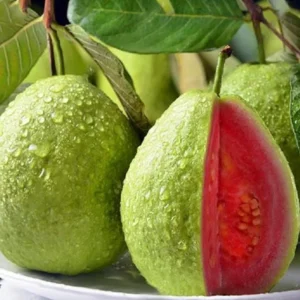Pink Guava Tree Live Plant - 4 Inch Pot - Cold Hardy Guava Seedlings