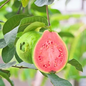 Pink Guava Tree Live Plant - 4 Inch Pot - Cold Hardy Guava Seedlings