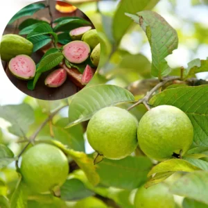 Pink Guava Tree Live Plant - 4 Inch Pot - Cold Hardy Guava Seedlings