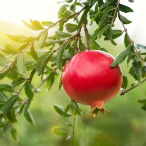 Red Pomegranate Plant Live - 4 Inch Potted Pomegranate Tree